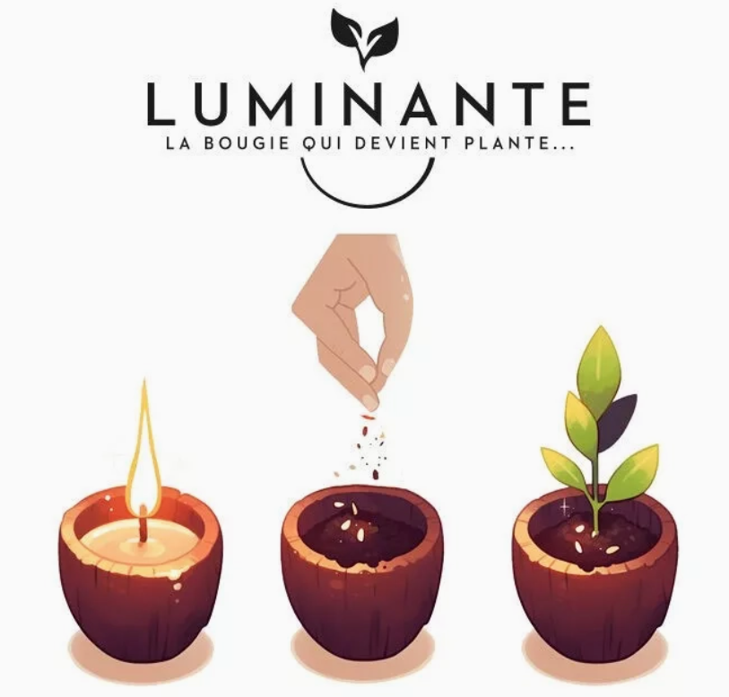 La bougie qui devient plante_Fleur d'Oranger