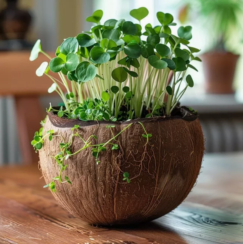 La bougie qui devient plante_Fleur d'Oranger