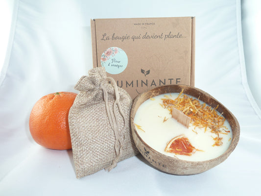 La bougie qui devient plante_Fleur d'Oranger